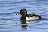 Ring-necked Duckborder=